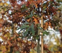 Quercus palustris - Moeraseik - 2