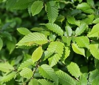 Carpinus betulus - Haagbeuk - 1