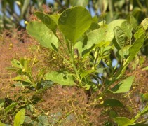 Blad en bloem Cotinus cogg. 'Young Lady'