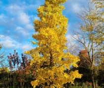 ginkgo biloba