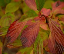 Viburnum farreri herfstblad