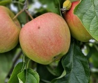 Malus dom. 'Pinova' - Malus dom. 'Pinova' - 4