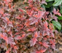 Physocarpus opulifolius 'Little Angel' - Blaasspiraea 'Little Angel' - vakbeplanting  - 3