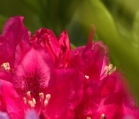 Rhododendron 'Nova Zembla' - Rododendron 'Nova Zembla' - 2