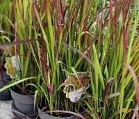 Imperata cylindrica 'Red Baron' - bloedgras - 3