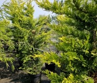 Cupressocyparis l. 'Gold Rider' - Leylandcypres 'Gold Rider'  - 1
