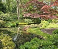 Acer palmatum 'Atropurpureum' - Japanse Esdoorn 'Atropurpureum' - 4