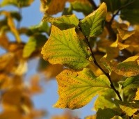 Parrotia persica - Perzisch IJzerhout - 2