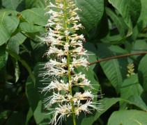 bloem van Aesculus parviflora 