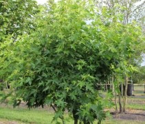 Liquidambar styraciflua 'Worplesdon'