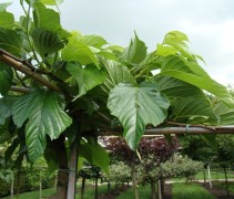 Morus alba 'Macrophylla' blad