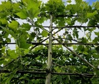 Platanus hispanica - Plataan - 1