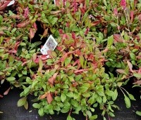 Persicaria aff. 'Darjeeling Red' per kist á 24 st. - Duizendknoop 'Darjeeling Red' - 1