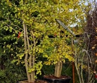 Ginkgo biloba - Japanse Notenboom - 3