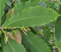 Castanea sativa - Tamme kastanje  - 1