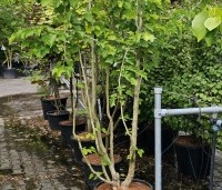Corylus colurna - Turkse hazelaar - meerstammig