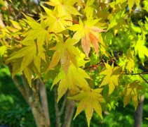 Acer palmatum Summer gold
