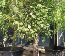 Malus Neville Copeman knot op dikke stam