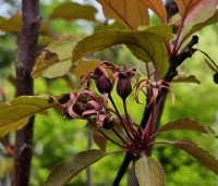 Malus Red Obelisk - Sierappel met donkerrode sierappels - 1