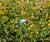 Tilia x europaea 'Euchlora' - Linde - leischerm najaar