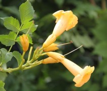 Trompetklimmer 'Flava' bloemen