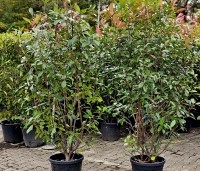 Photinia fraseri 'Red Robin'  - Glansmispel - normale struikkwaliteit