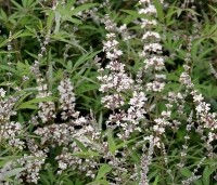 Vitex agnus-castus - Monnikenpeper - 1