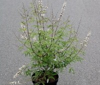 Vitex agnus-castus - Monnikenpeper - 2