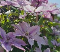 Clematis 'Hagley Hybrid' - Bosrank 'Hagley Hybrid' - 1