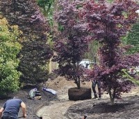 Acer palmatum 'Bloodgood' - Japanse esdoorn - 2
