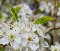 Pyrus call Chanticleer