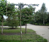 Winterlinde 'Greenspire', leivorm 5 etages