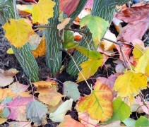Acer Davidii