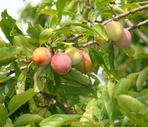Prunus domestica 'Opal'