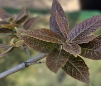 Quercus rhysophylla 'Maya' - Mexicaanse Eik - 2