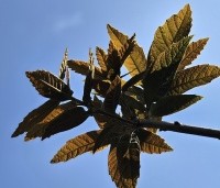 Quercus rhysophylla 'Maya' - Mexicaanse Eik - 1