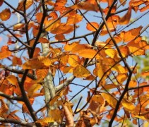 Carpinus Caroliniana