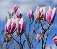 Magnolia 'Susan' - Beverboom - 1