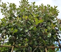 Photinia fraseri 'Red Robin'  - Glansmispel - leirek 120x120cm juni