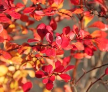 Berberis thunbergii Atro