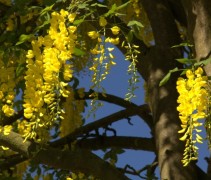 Laburnum wat. Vossii