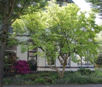 Magnolia soulangeana, meerstammig, toepassing voor woning