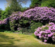 Rododendron 'Catawbiense Boursault' is een rijkbloeiende struik bij de toepassing van de juiste grondsoort