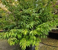 Stachyurus praecox - Staartaar - 2