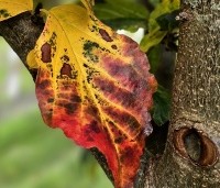 Parrotia persica 'Bella' - Perzisch IJzerhout - 5