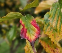 Parrotia persica 'Bella' - Perzisch IJzerhout - 4