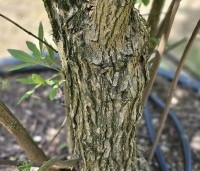 Vitex agnus-castus - Monnikenpeper - 1