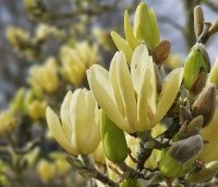 Magnolia soulangeana - Magnolia soulangeana - 2