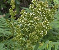 Sorbaria sorbifolia 'Sem' - Lijsterbessprirea 'Sem' - 4