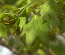 Acer cappadocicum blad